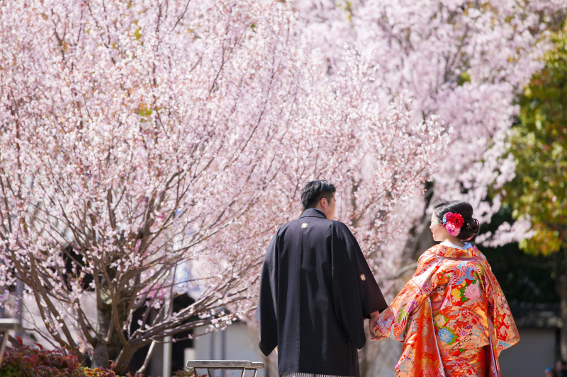 トウカイザクラ