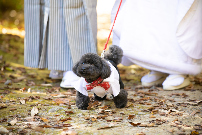 ロケーションでもペットと撮影