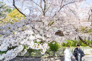 緊急特価 ￥52,800もお値打【直前割】4/2(木)撮影限定！桜満開の徳川園　和装ロケ　総額￥99,000