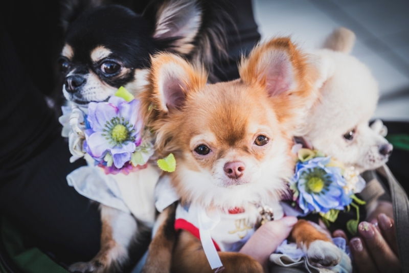 どのプランでも追加料金なしで撮影可能!