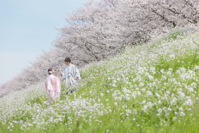 - 満開の桜 -