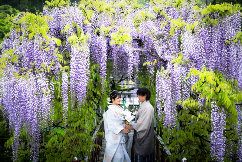 - 藤の花 -