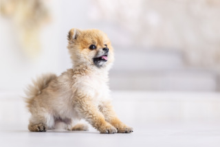 お二人にとって大切な方との撮影(家族・友人・ペット等)