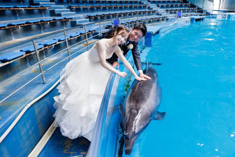 イルカとタッチ