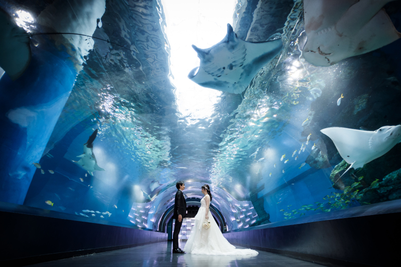 マンタのいるトンネル水槽