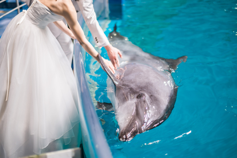 イルカと一緒に