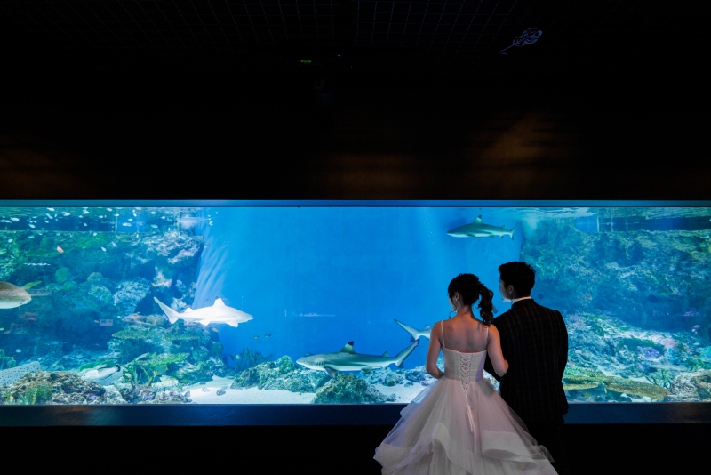 バックショット