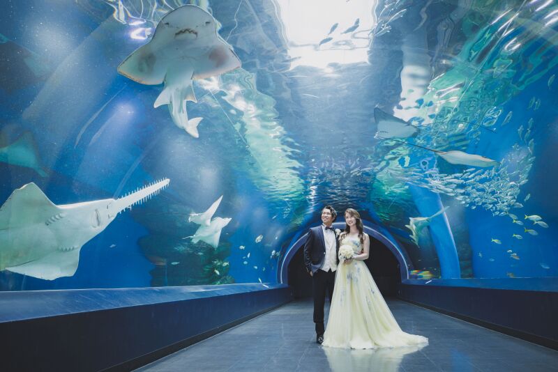 サメたちからのお祝い！