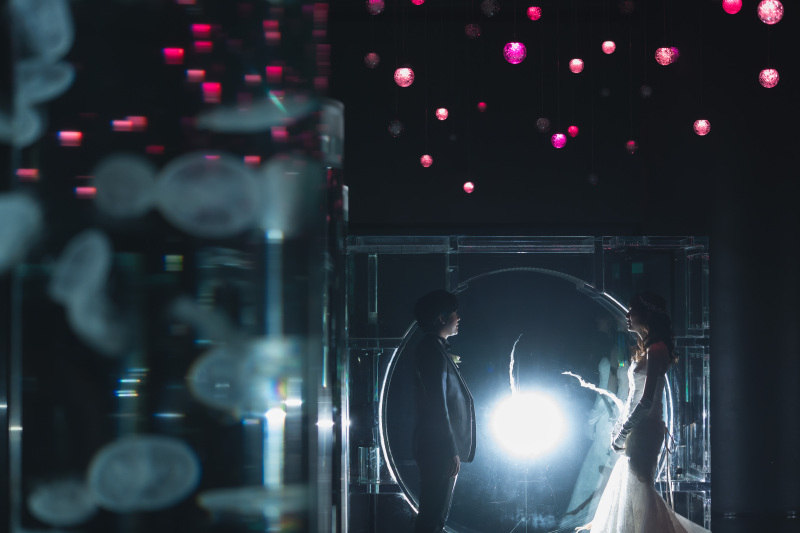 クラゲたちの世界