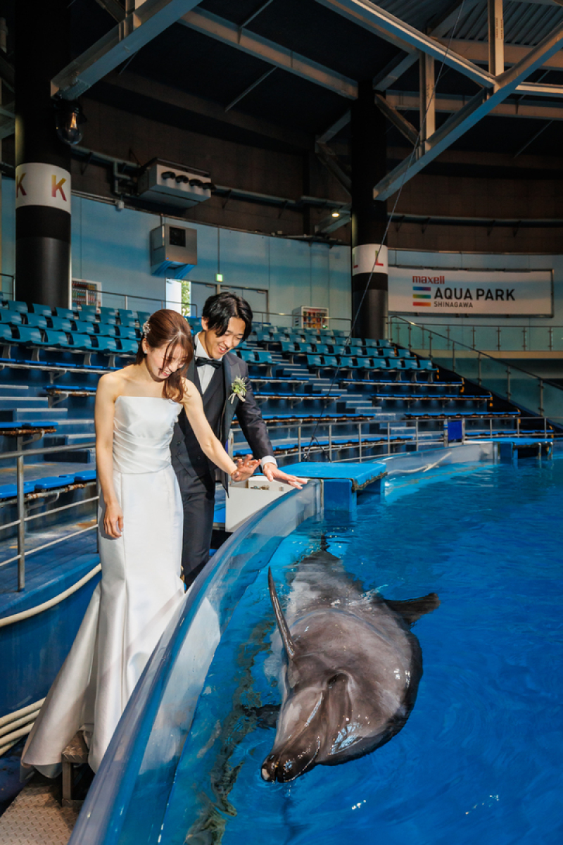 イルカからの祝福