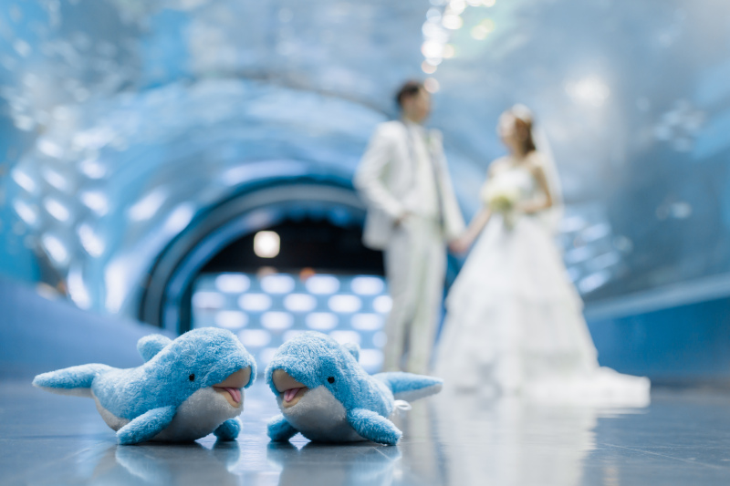 イルカのぬいぐるみ