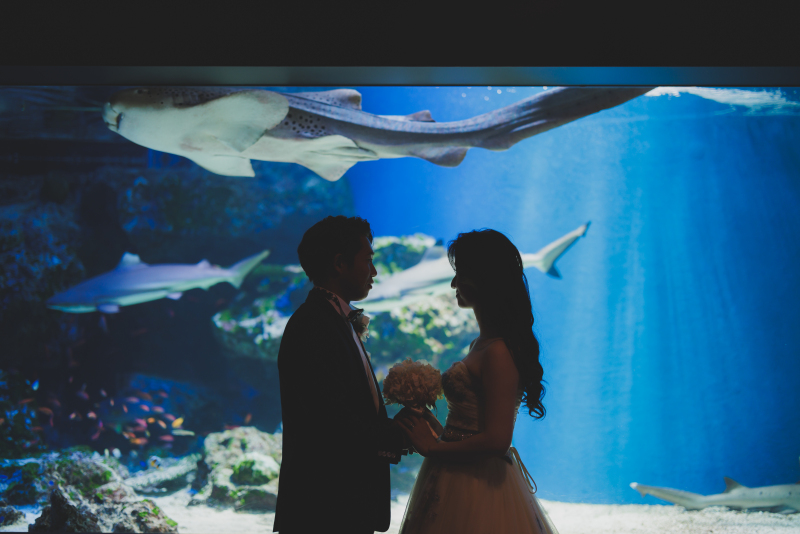 シルエットショット