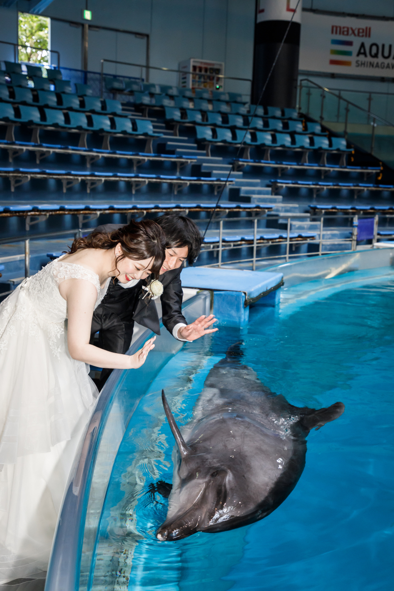 癒しのイルカ撮影