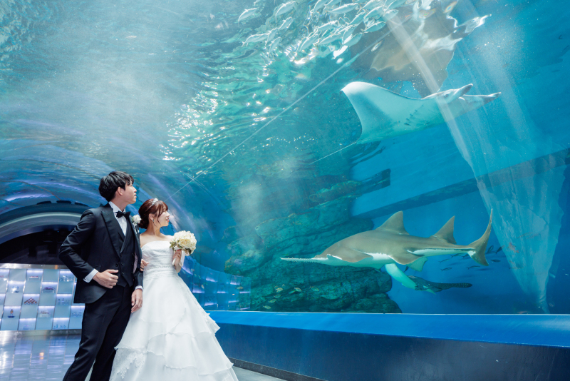 マンタとサメと