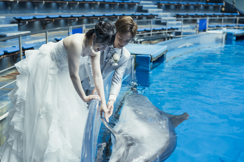 イルカとの触れ合い