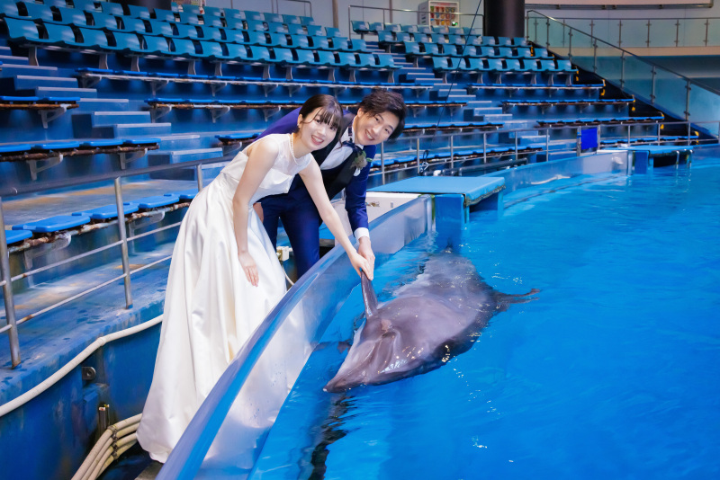 イルカと握手をしよう!
