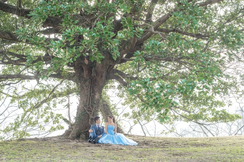 大きな木の下で