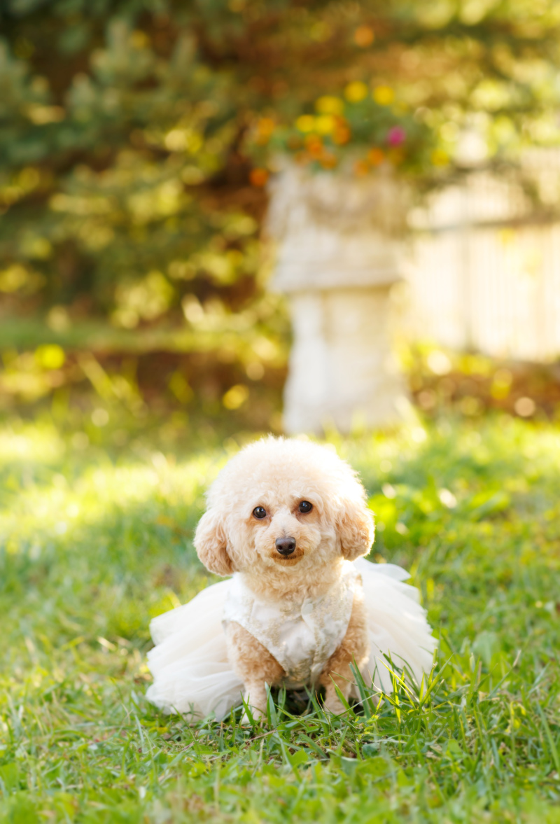 外でも愛犬のソロショット☆