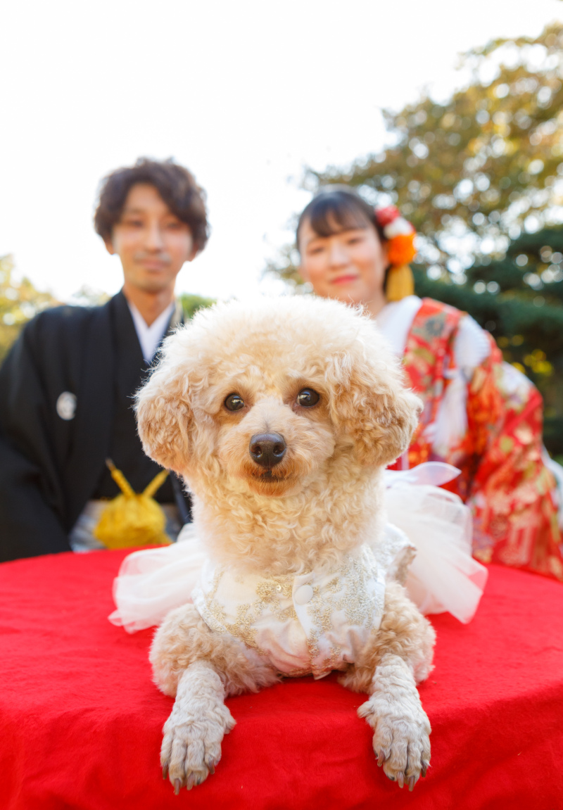 ワンちゃんも一緒に