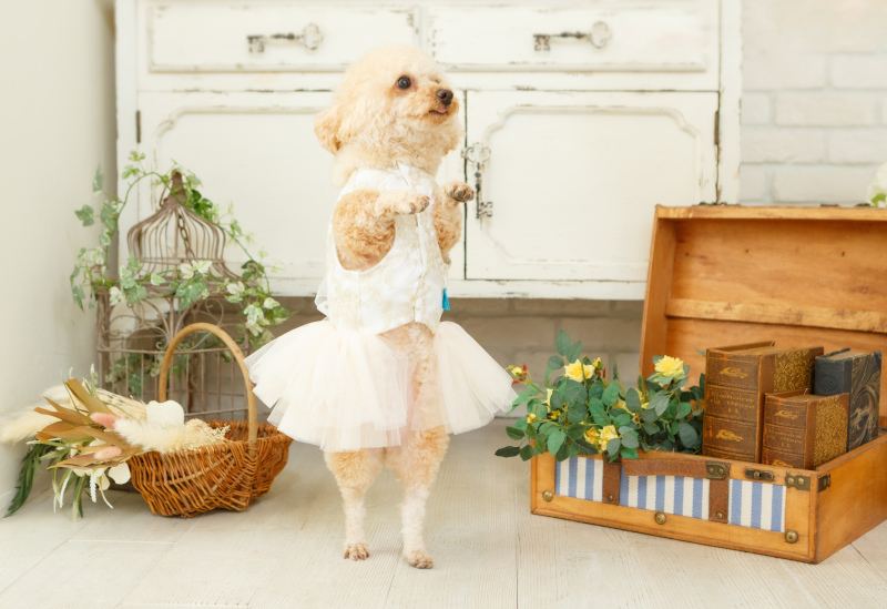 愛犬のソロショット☆