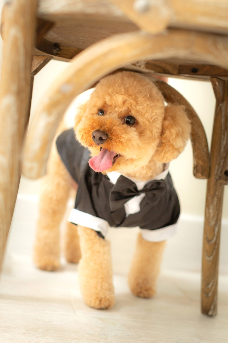 【ワンちゃんと一緒!】 洋装で撮影プランデータ☆データCD50カット