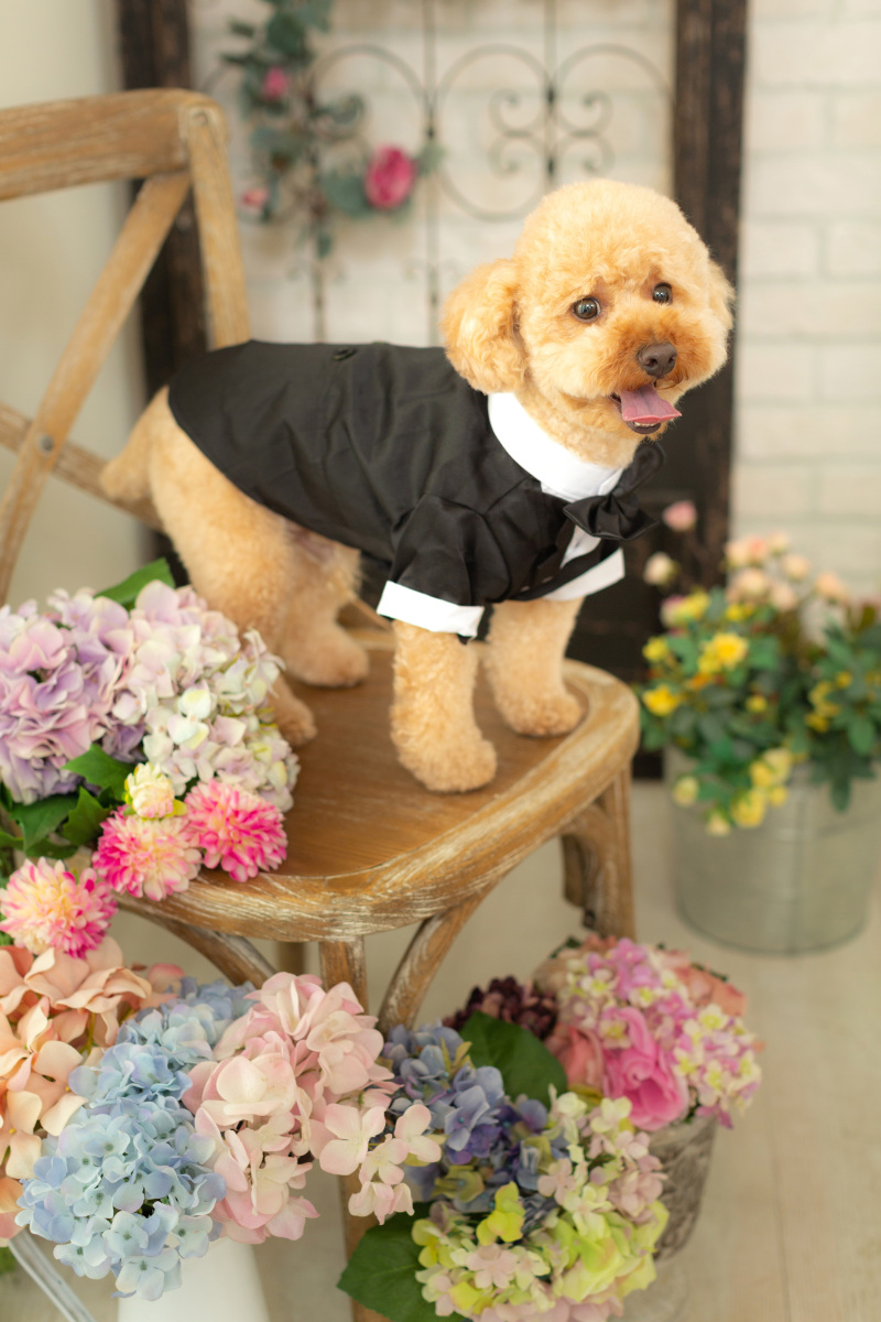 【ワンちゃんと一緒!】 和洋2着フルコース撮影プラン☆データ(ダウンロード)90カット