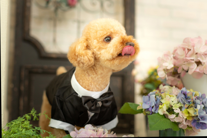 【ワンちゃんと一緒!】 和洋2着フルコース撮影プラン☆データ(ダウンロード)90カット