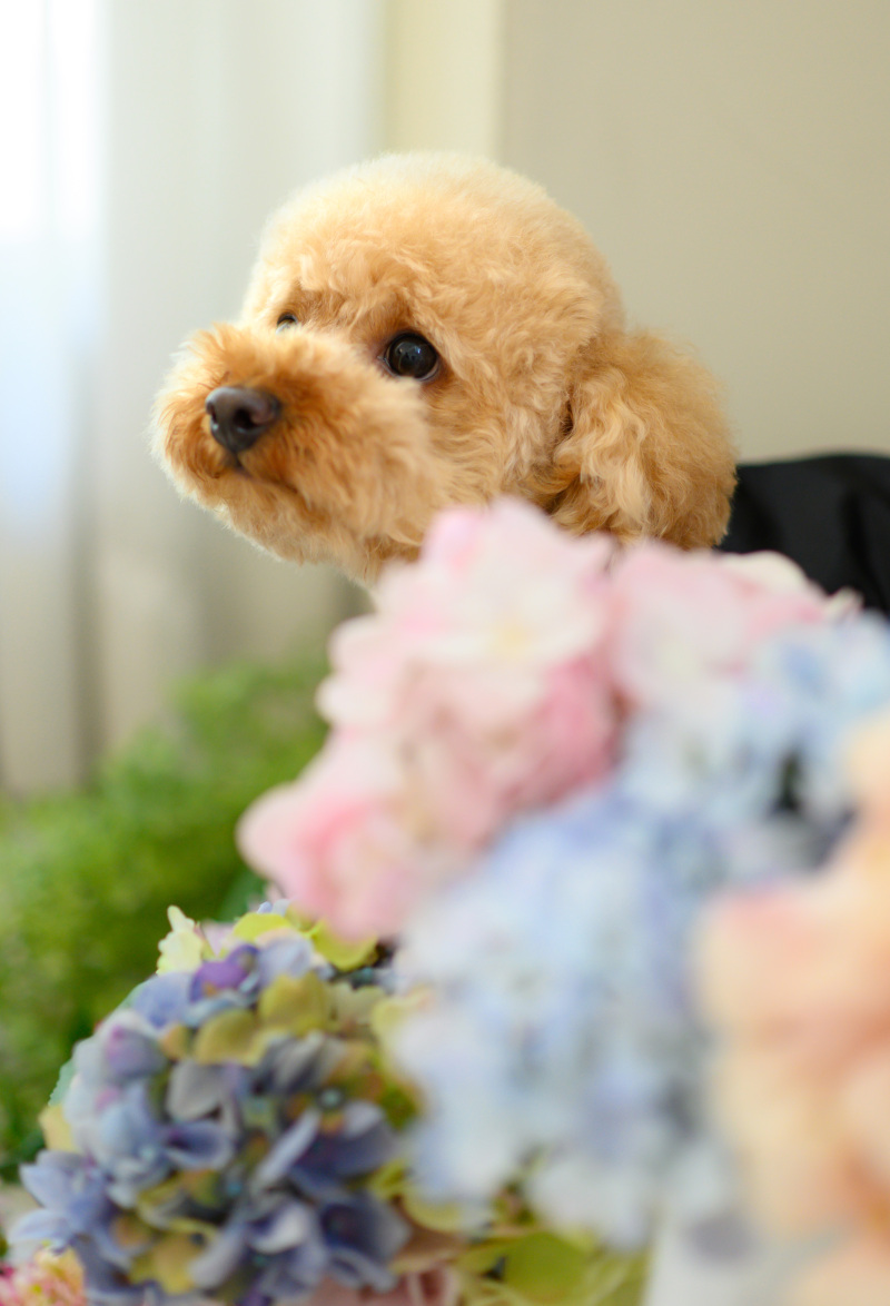 【ワンちゃんと一緒!】 洋装で撮影プランデータ☆データCD50カット