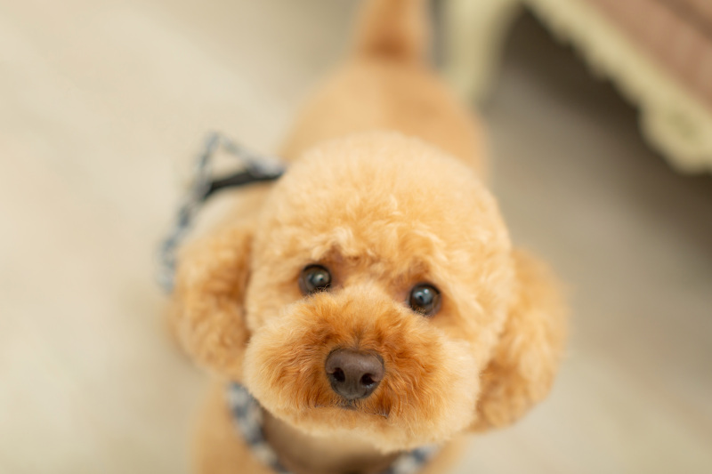 【ワンちゃんと一緒!】 和装で撮影プラン☆データCD50カット