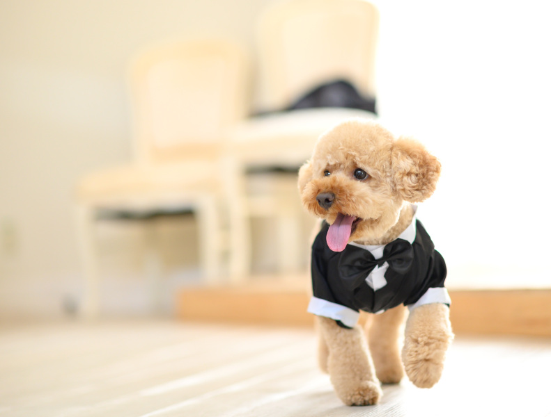 【ワンちゃんと一緒!】 洋装で撮影プランデータ☆データCD50カット