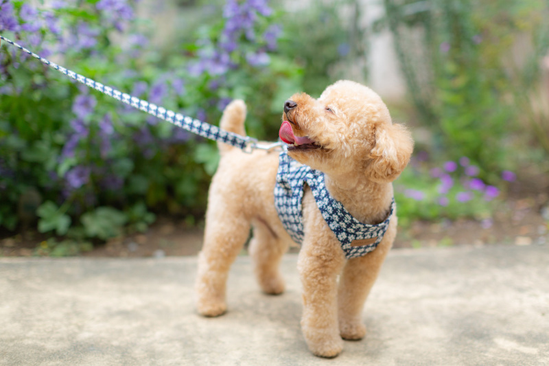 【ワンちゃんと一緒!】 和装で撮影プラン☆データCD50カット