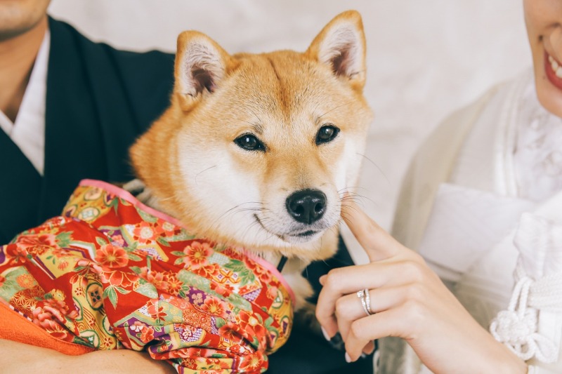 愛犬イトちゃんのソロショットも・・