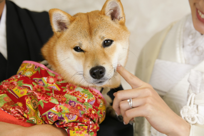 ワンちゃんの衣装は持ち込みOK！抱っこもできます♪