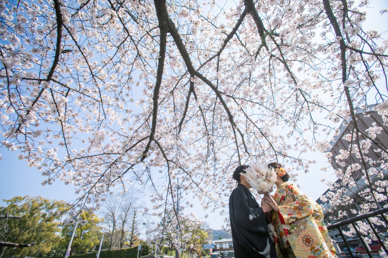 空いっぱいの桜