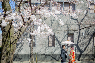 咲き始めの桜と美しい春の光