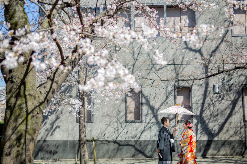 咲き始めの桜と美しい春の光
