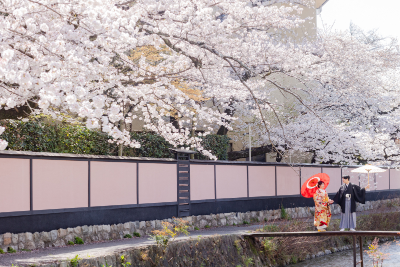 壁まで桜色