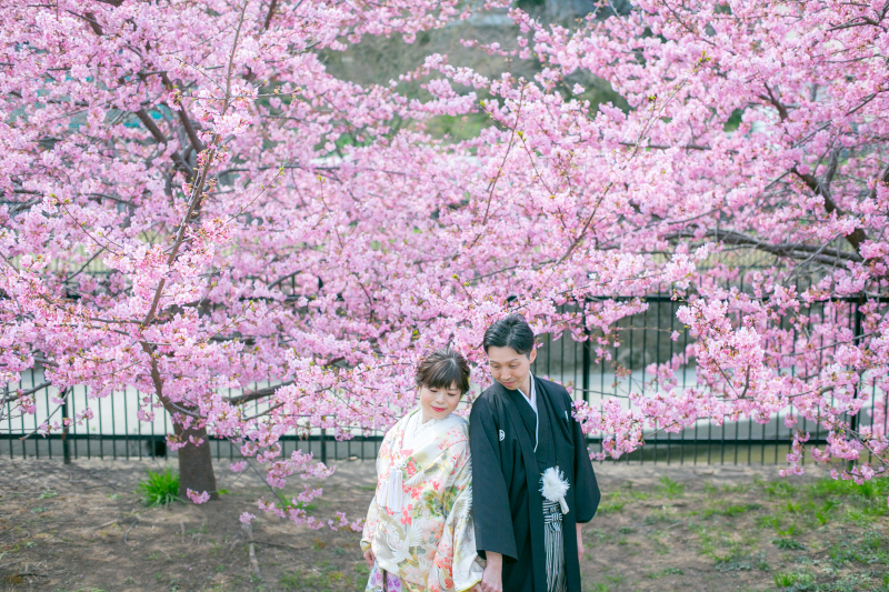 ピンクの河津桜