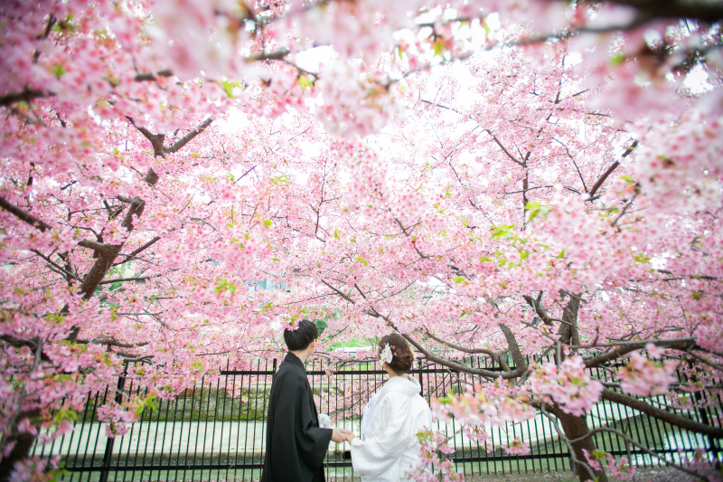 なんと素敵な桜か