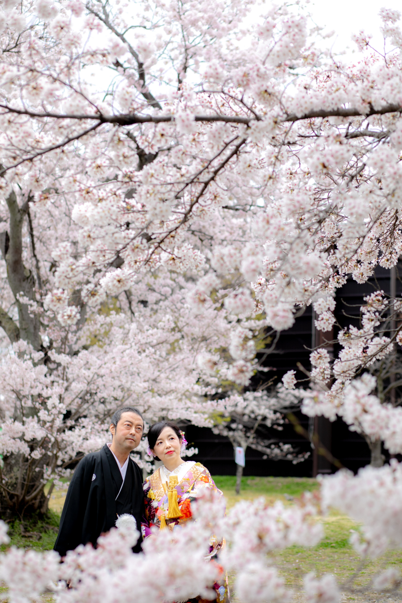 桜が低いんです