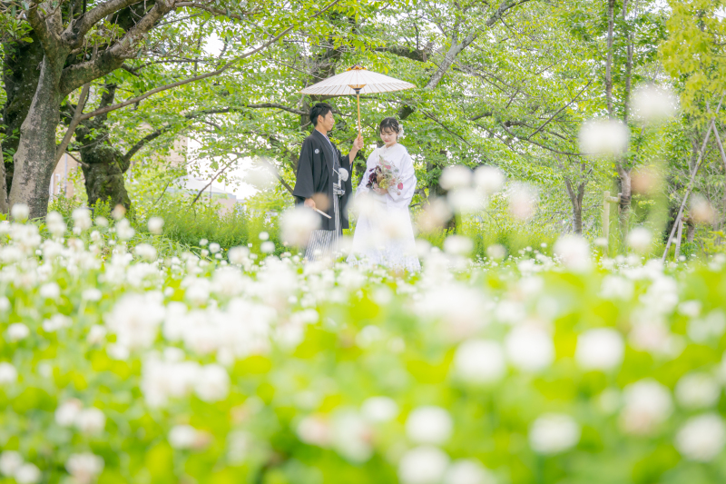 白いお花畑