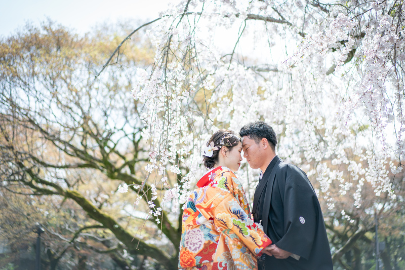 円山公園のしだれ桜