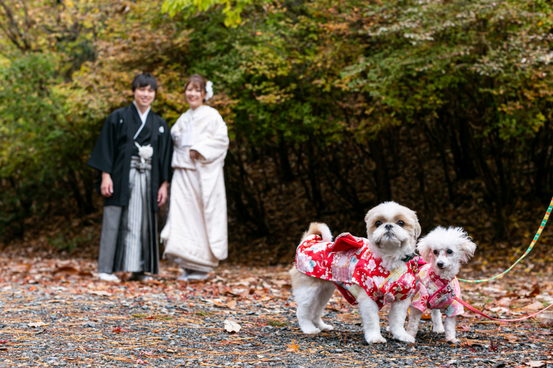 わんちゃんと楽しむ宝ヶ池