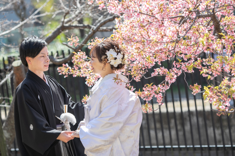 河津桜と青空のロケ