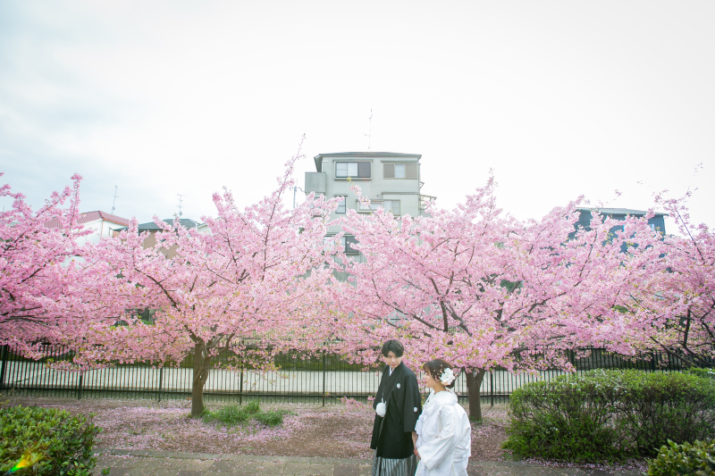 八坂ちょっと✖️萬福寺✖️河津桜