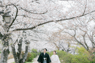 京都 あざらし堂 ー写真部ー_桜シーズンサンプル動画