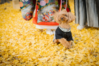 京都 あざらし堂 ー写真部ー_素敵家族・わんちゃんも一緒プラン