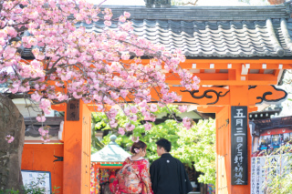 例年ならまだ咲いてない八重桜と出会えました。