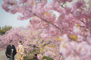 ＜早咲き桜か梅＞河津桜狙い　3月1日〜3月22日★超早咲き桜狙い衣装２点２箇所149,800円　移動費8,800円付