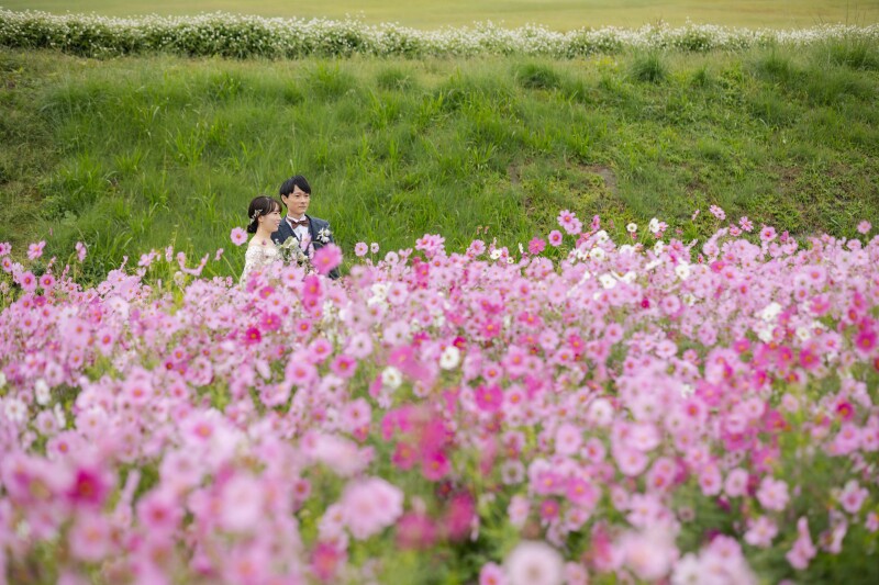 一面に広がるピンクのお花